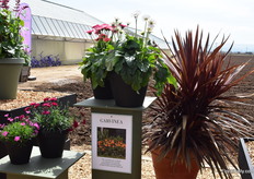 This year, HilverdaKooij and Florist will merge. At their trial location, they were already showing some of the varieties of Florist, like the Garvinea.